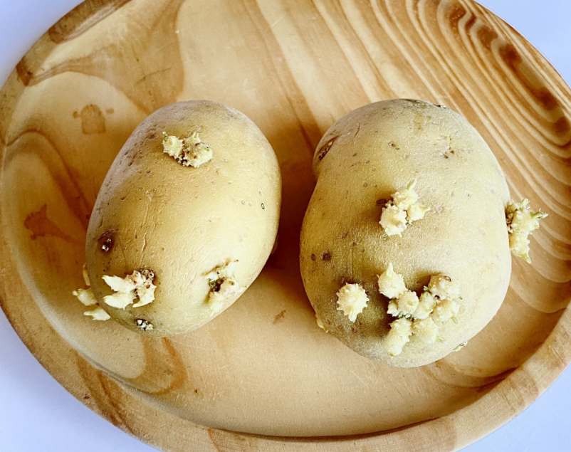 Peut-on manger des pommes de terre germées et molles ? Peut-on manger des pommes de terre germées et molles ?