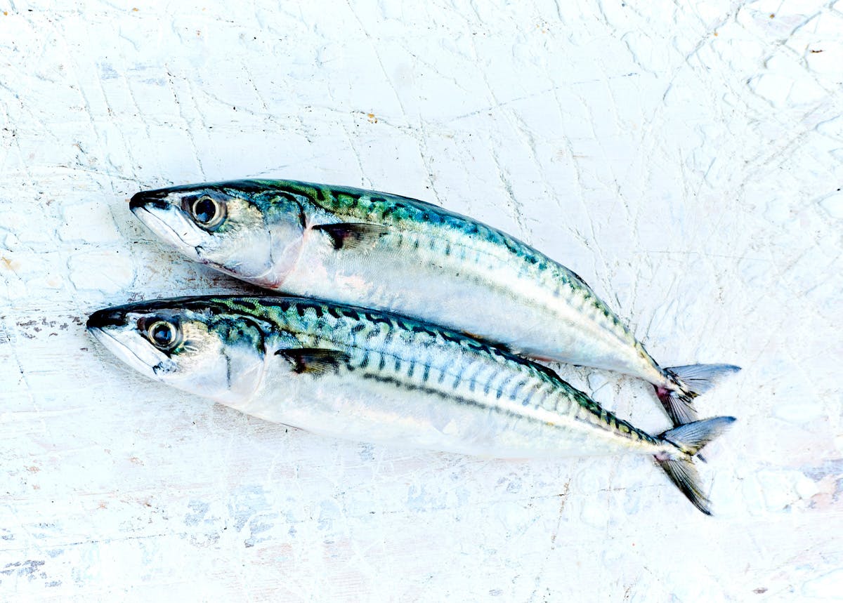 
                Pêche durable : nos conseils pour consommer du poisson de manière responsable 
                            