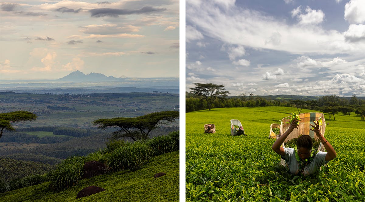 
                Sur la route du thé au Malawi 
                            